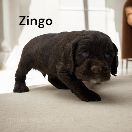 puppy, for, sale, Cocker Spaniel, Joe & Cherri  Overlease, dog, breeder, Miller, MO, dog-breeder, puppy-for-sale, forsale, nearby, find, puppyfind, locator, puppylocator, aca